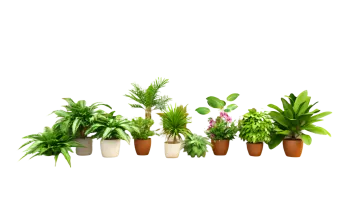 a window with potted plants on the ledge