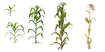 a bunch of corn
