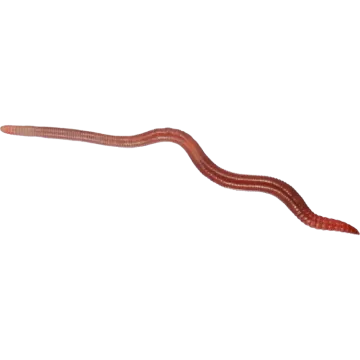 a worm on a white background