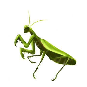 a green praying mantis on a white background