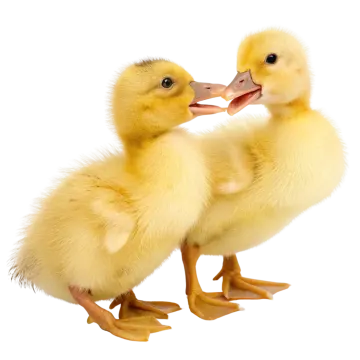 a pair of yellow ducklings