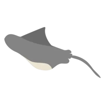 an image of a manta ray