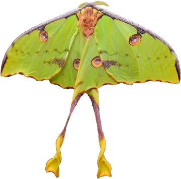 a green moth on a white background