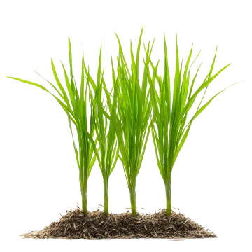 a bunch of green grass on a white background