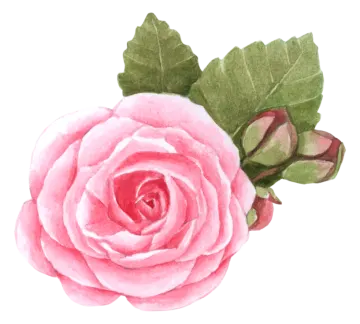 a watercolor painting of a pink rose
