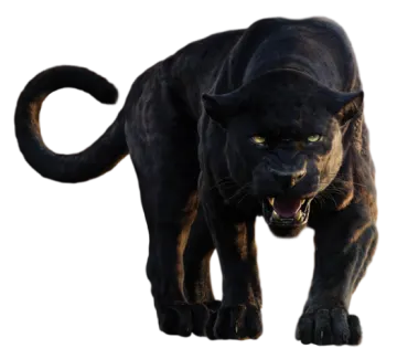 a black panther walking towards the camera