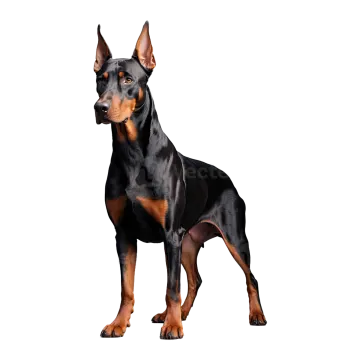 a black and brown dog standing on a white background