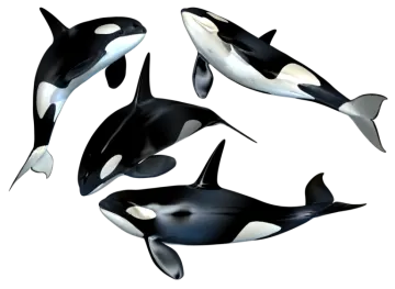 a group of orca whales