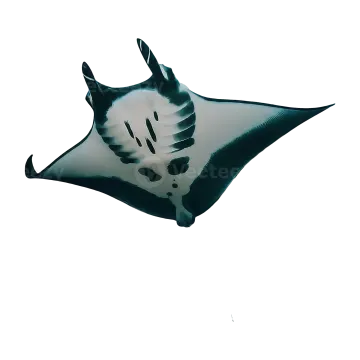 a black and white manta on a white background