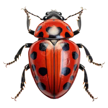 a red and black beetle on a white background