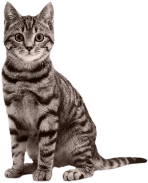 a black and white photo of a cat