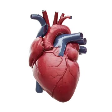 an image of a human heart