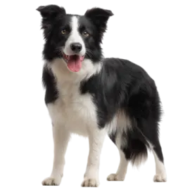 a black and white dog with its tongue out