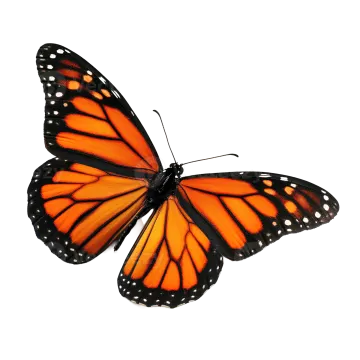 a monarch butterfly on a white background