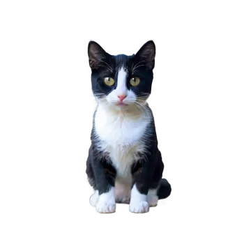 a black and white cat sitting on the floor