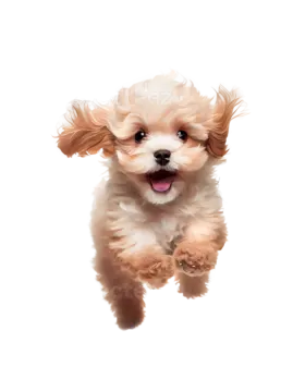 a small dog is jumping in the air