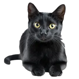 a black cat with yellow eyes laying down