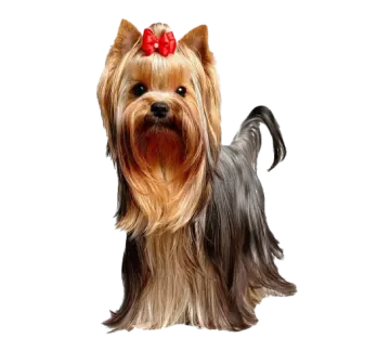 a small dog with a red bow on its head
