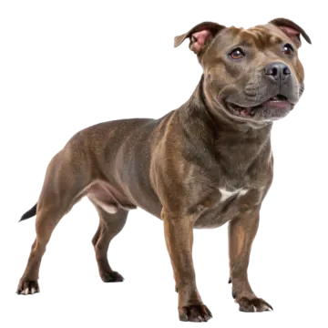 a brown dog standing on a white background