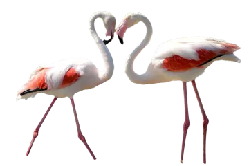 two flamingos standing side by side