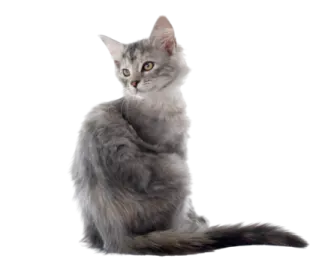 a gray kitten sitting on its hinds