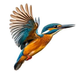a bird flying in the air with its wings spread