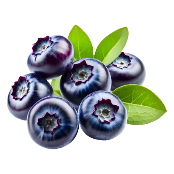 blueberries with leaves on a white background