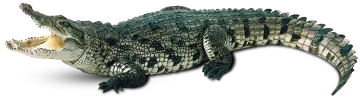 an alligator with its mouth open