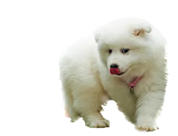 a small white dog standing next to a leash