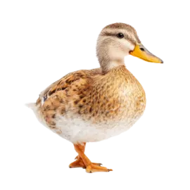 a duck standing in front of a white background