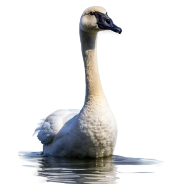 a white swan is swimming in the water
