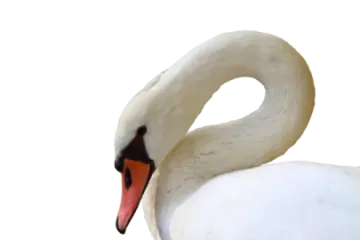 a close up of a swan's head