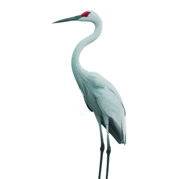 an image of a bird on a white background