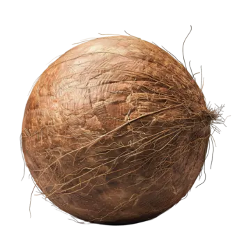 a coconut on a white background