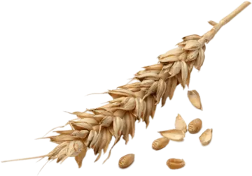 a bunch of wheat on a white background