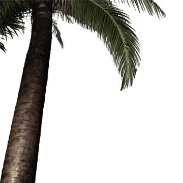 a palm tree on a white background