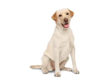 a dog sitting on the floor with its tongue out