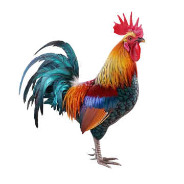 a colorful rooster on a white background