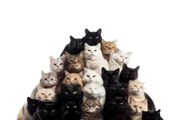 a group of cats
