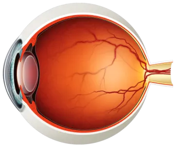 the structure of the eye