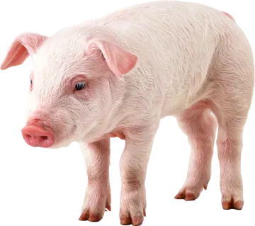 a small pig standing on a white surface
