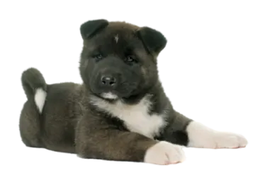 a black and white puppy laying down on the ground