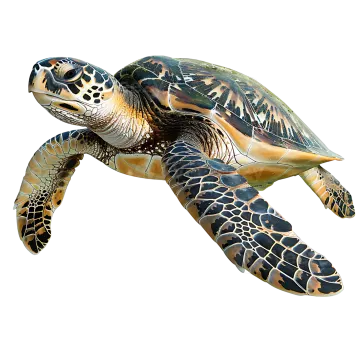 a green sea turtle swimming in the ocean