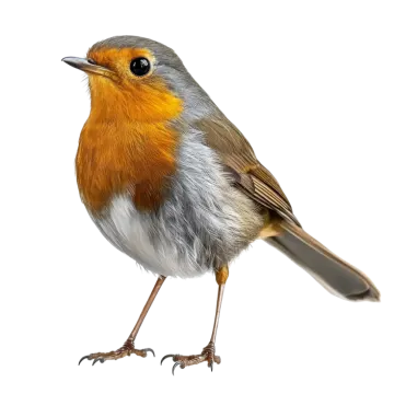 a bird that is standing on the ground