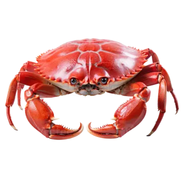 a red crab on a white background