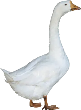 a white duck