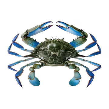 a blue crab on a white background