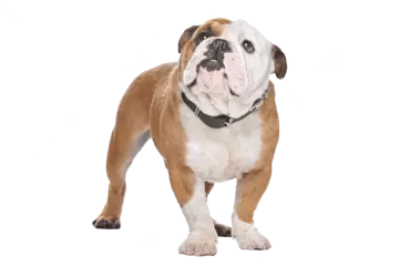 a brown and white dog with a black collar