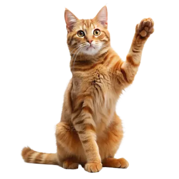 a cat with its paw raised up in the air