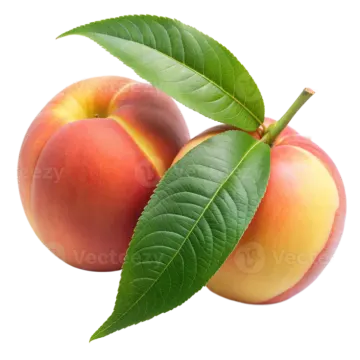 two peaches with leaves on a white background